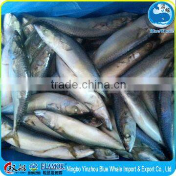 Whole Round Pacific African Scomber Mackerel on Sale photo-4