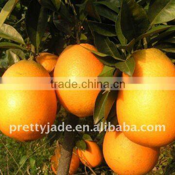 Navel Orange from china