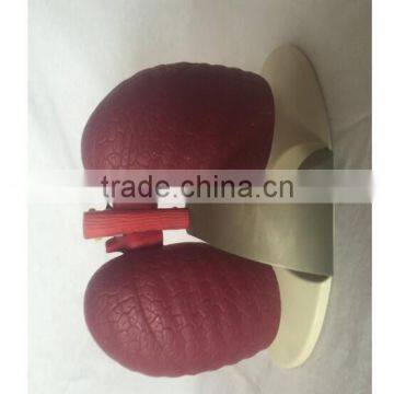 Simulation Model for Medical Research and Students Learning photo-3