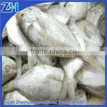 Raw materials frozen butterfish chinese pomfret