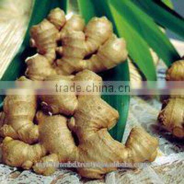 FRESH GINGER
