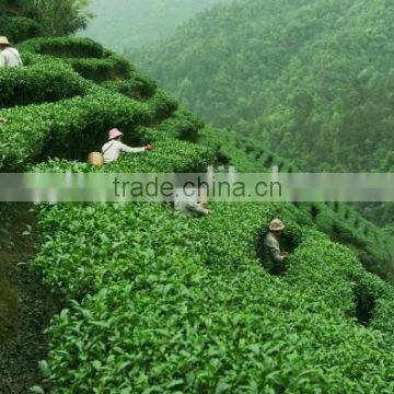 Yijian Organic Green Tea/Health Tea photo-3