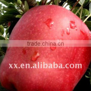 red delicious hua niu apple with market price