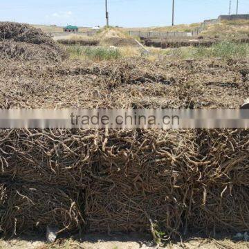 Licorice Root Exporters From India photo-3