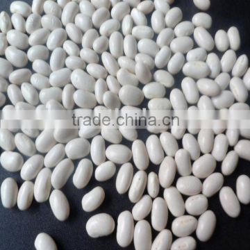 white Kidney bean/Japanese type 2010 crop