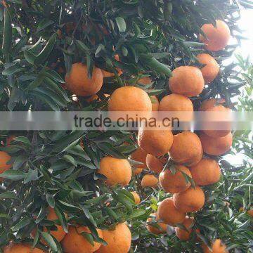 orange peel with small shaped