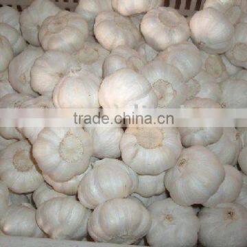 New Crop Fresh Pure White Garlic