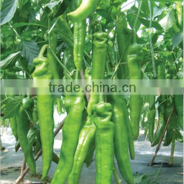 Hybrid green pepper seeds for growing-101