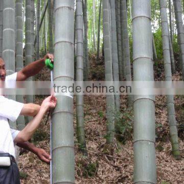 construction material bamboo