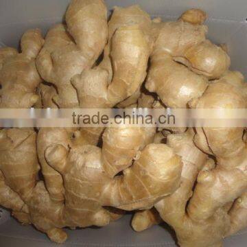 Fresh mature ginger