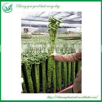 Home Garden Plants Spiral Lucky Bamboo Wholesale