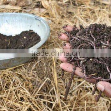 Organic fertilizer ( vermicompost )