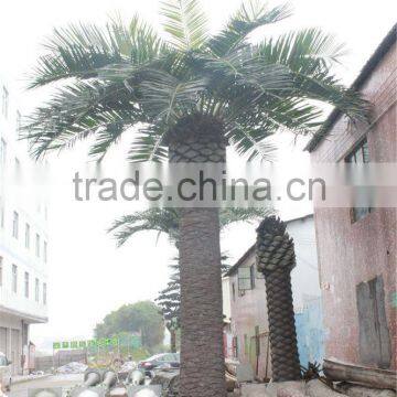 CHY020931 Indoor&outdoor Decororation Tree/date Palmt Tree Sale photo-2