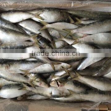 Promotional frozen sardines fish manufacturer fresh With Stable Function