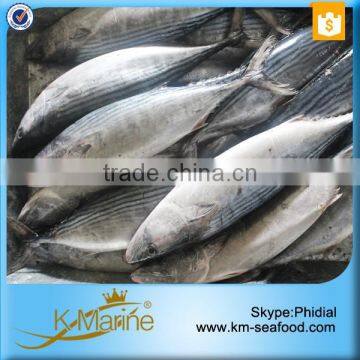 2016 Best Sale Frozen Sarda Sell Fresh Tuna Fish photo-4