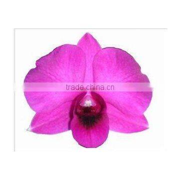 Thailand High Quality D-008 Dendrobium Miss Singapore Orchid