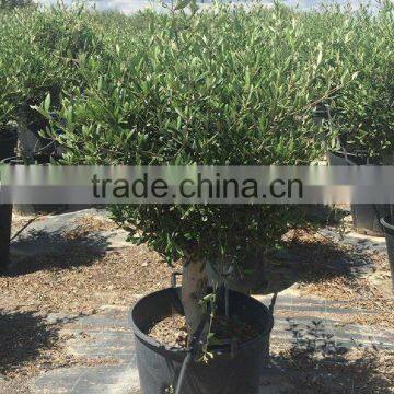 Olive Tree - Olea Europaea "Florida" photo-3
