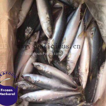 Consumption Grade Pacific Mackerel on Sale Best Freshness Frozen on Vessel