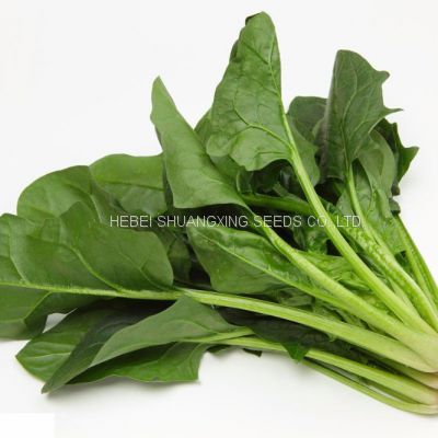 Autumn and spring cultivation spinach hybrid seeds