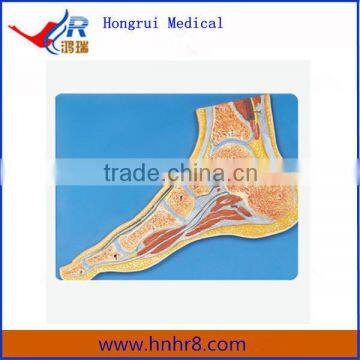 Foot Joint Section Anatomical Model Price