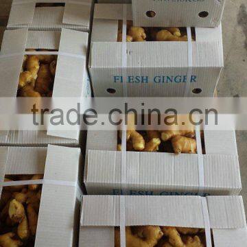 Yellow Ginger photo-2