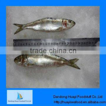 Supply canned use best fresh frozen sardine in sale