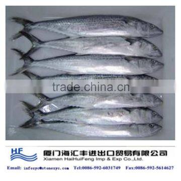 frozen live Spanish mackerel from China