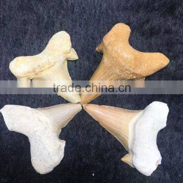 100% Natural Shark Teeth Fossils Pendants Fossils