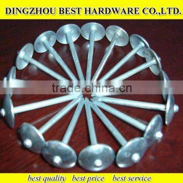 11bwg umbrella head roofing nails
