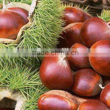 new crop chinese fresh chestnut for sale from the planting base