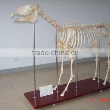 High quality horse skeleton model for teaching and medical use