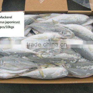 Frozen fish Trachurus japonicus Mackerel