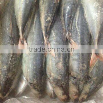 Frozen Red Tail Horse Mackerel 30cm+