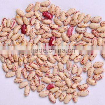 2015 new crop red sugar bean(712)