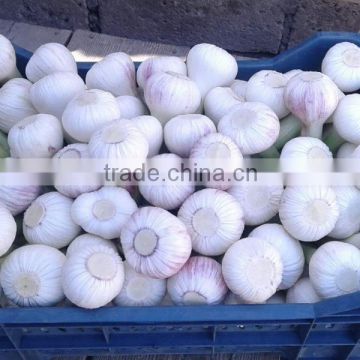 Pure White Garlic from Egypt, chinese garlic Type