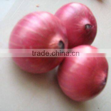 Fresh Red Onion