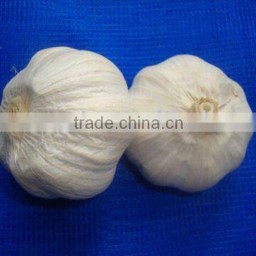 normal and pure white garlic 5-5.5