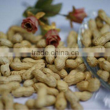 supply best quality peanut in shell