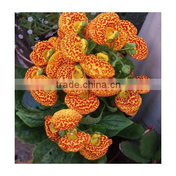 Calceolaria Seeds Flower Seeds