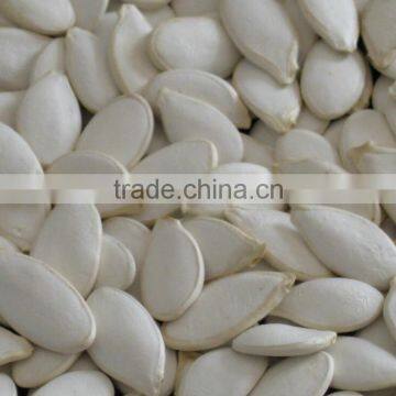 High Quality Snow White Pumpkin Seeds 11cm 13cm, New Crop photo-2