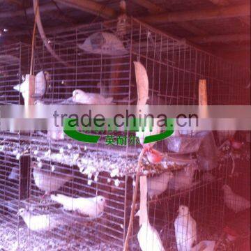 Low Carbon Steel Wire Pigeon Cage for Poultry Farm photo-4