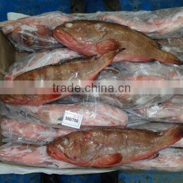 Reef Code - Red Belly photo-3