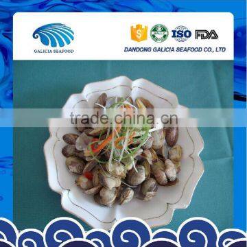 Frozen Delicious Variegated Clams Top Quality Low price