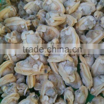 Frozen shellfish and boiled mussel meat in season