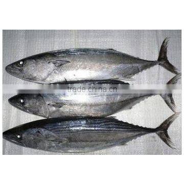 Skipjack Tuna photo-2