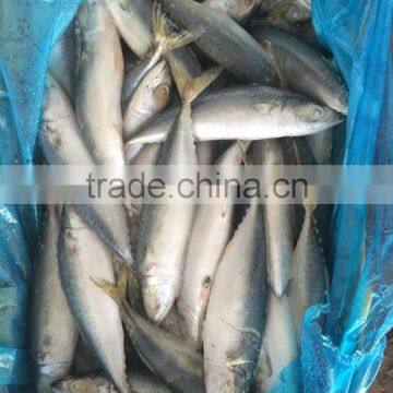 Land frozen fresh BQF size 100-200g pacific mackerel ( scomber japonicus )