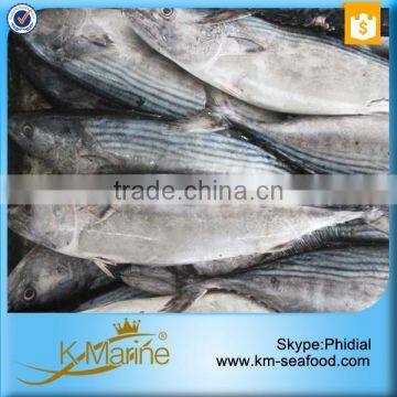 Natural Food Sea Frozen Sarda Tuna Fish photo-4