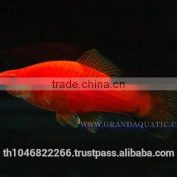 Swordtail Fish / Live Ornamental Fish photo-5