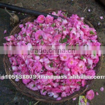 Rosa damascena Rose oil