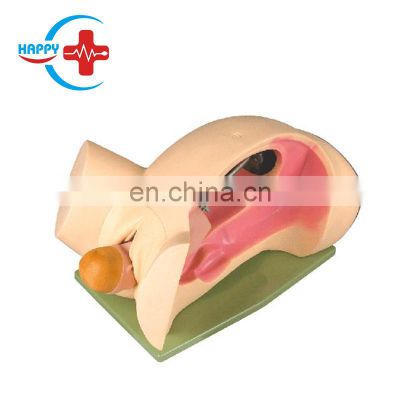 HC-S304 Advanced Anatomy Pelvic Cavity Model/Uterus anatomy model for delivery training